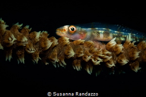 A tiny fish stays on a branch of corals. Photo taken at "... by Susanna Randazzo 